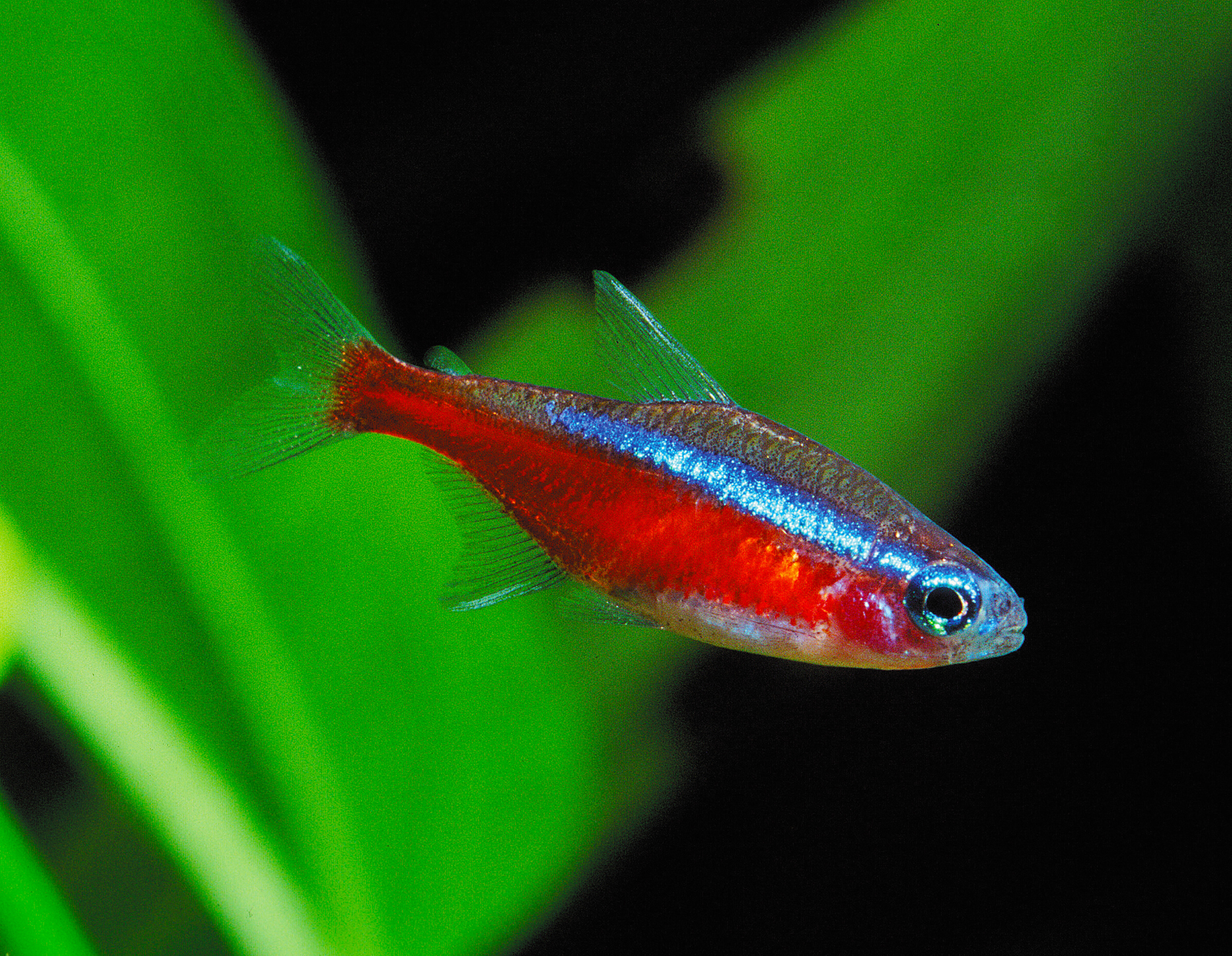 Closest saltwater fish store hotsell