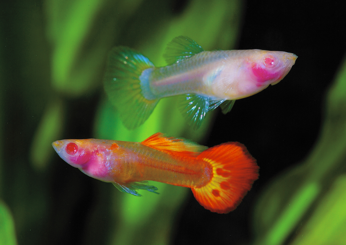 guppies aquarium supplies