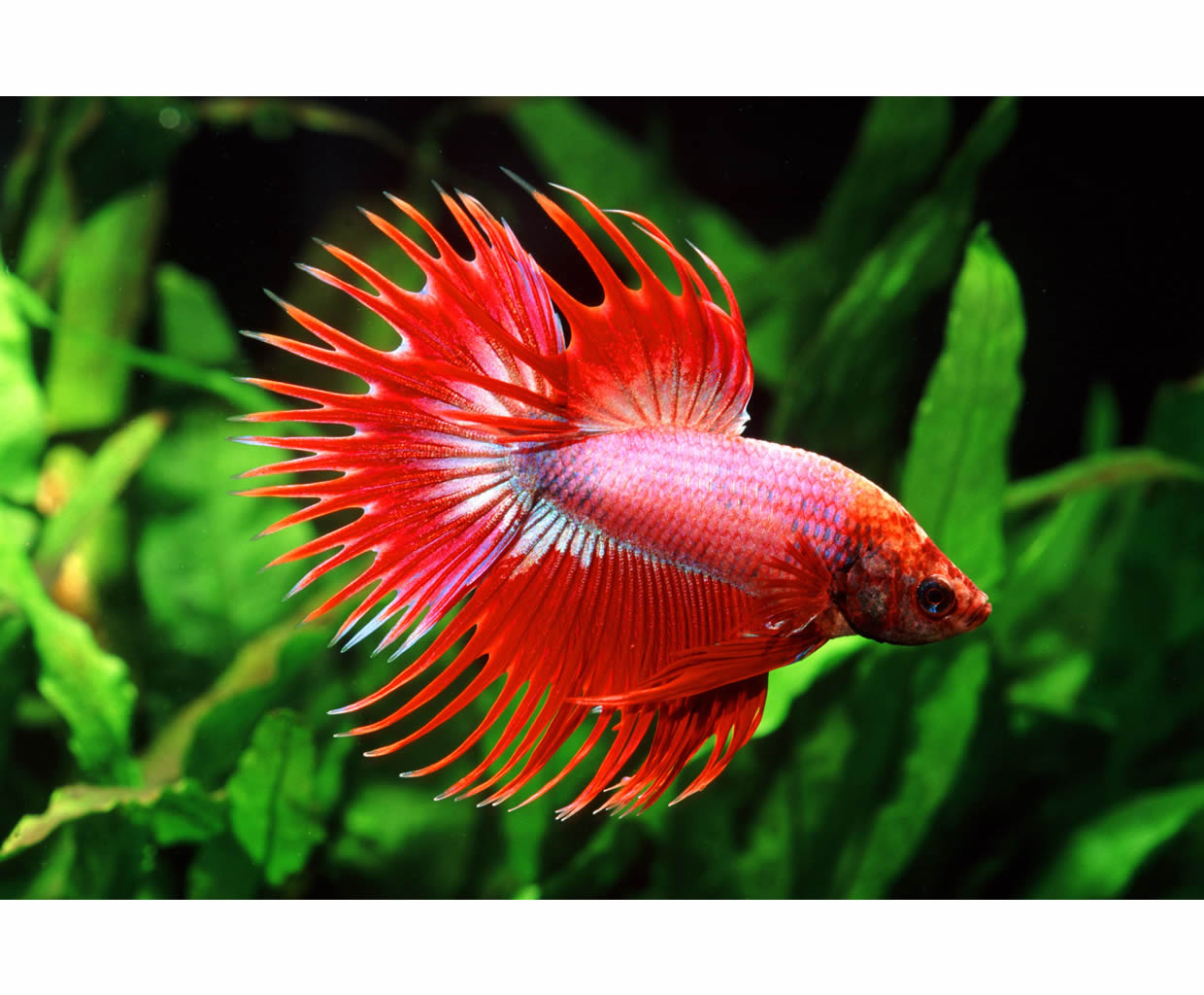 Best place to buy fish for aquarium near me sale