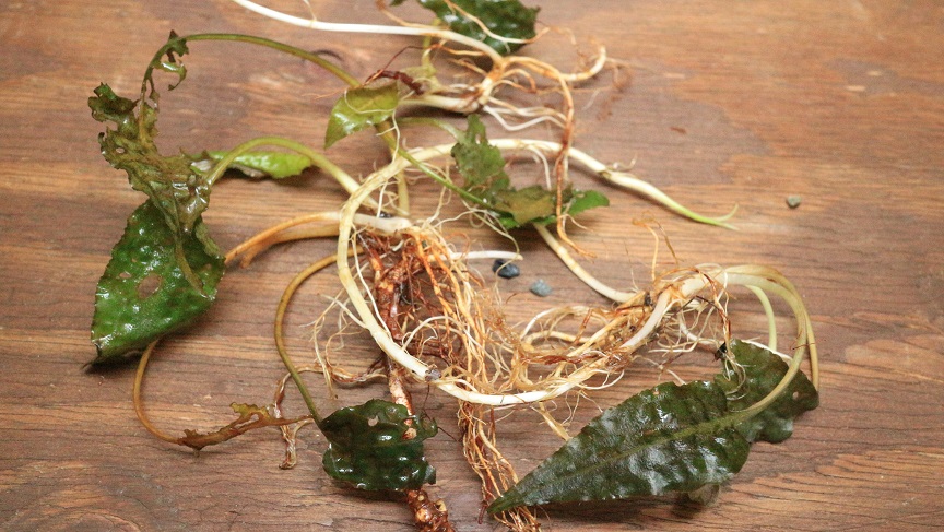 世界の生体 水草 市ヶ谷フィッシュセンター